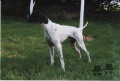 Pedigree SMURF DE GAVATOT Pedigree SMURF DE GAVATOT